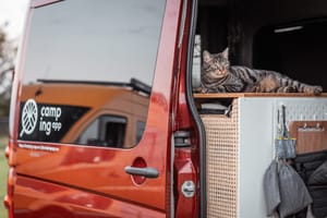 Camping App_Katze Buddy im Van_quer.jpg