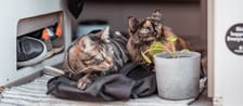 107 - CampingApp_Shooting_Katzen-15.jpg