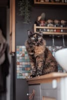 Camping App_Katze Pixie im Van_hoch.jpg
