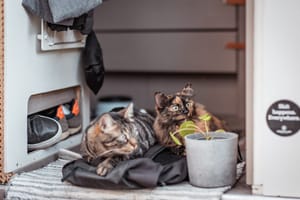 Camping App_Katzen im Van_quer.jpg