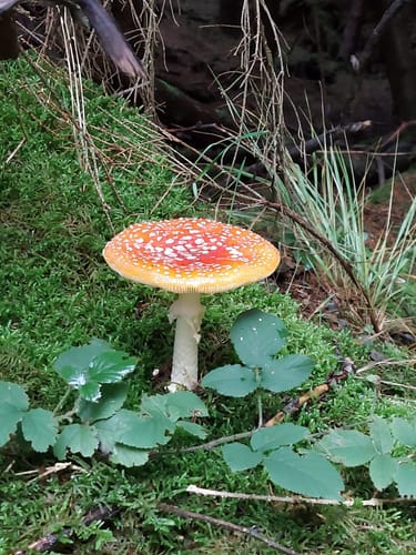 Pilz 13.jpg