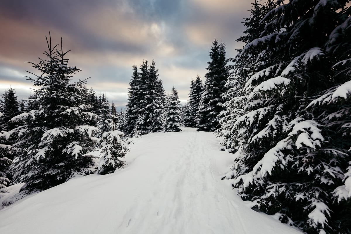 Winterwald .jpg