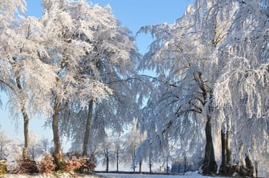 Schnee im Wald