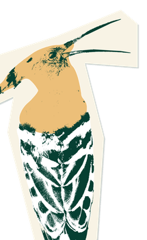 huppe crie.png