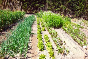 potager 1.jpg