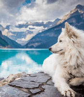 Chien Samir