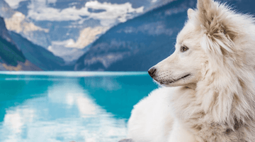 Chien Samir