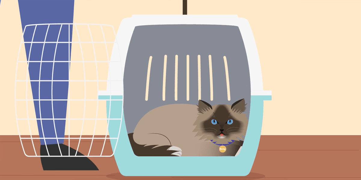 Cat Settled Carrier.png