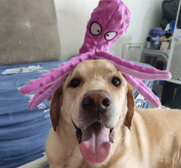 Dog1