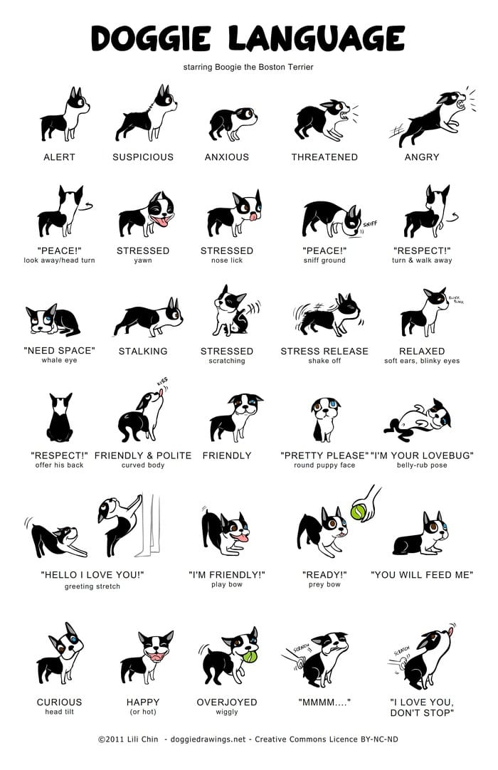 Doggie Language.jpg