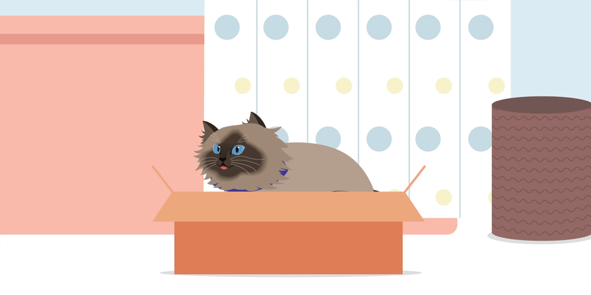 Enrichment Cat Box.png