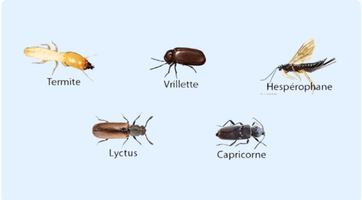 diagnostic-etat-parasitaire.png