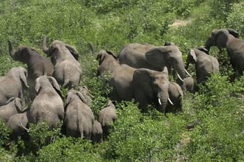 african-savanna-elephant.jpg