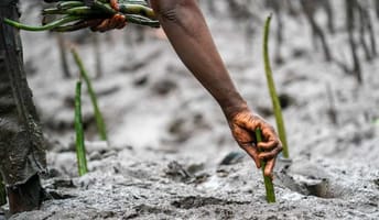eden-lamu-planting.jpg