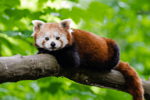 red panda (1).png