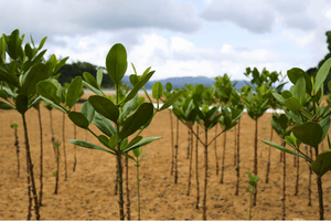 mangrove forest.png