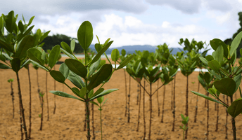 mangrove forest.png