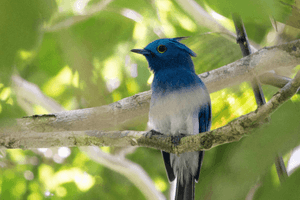 wildlife (1).png