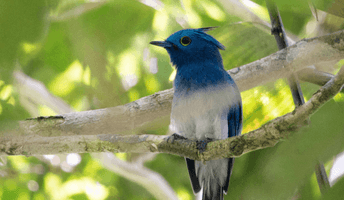 wildlife (1).png