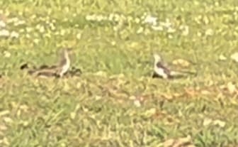 Two Birds Dancing.jpg