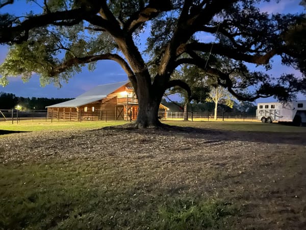 Signature oak tree