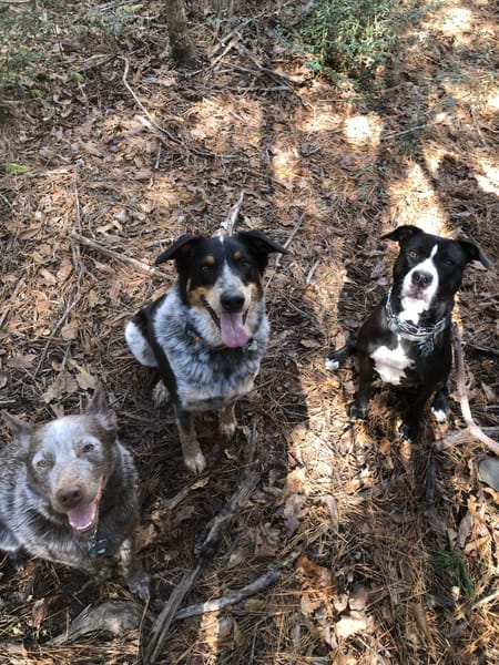 Pack of farm dogs
