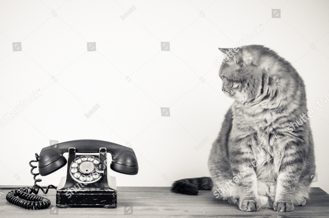Contact-Cat1.png