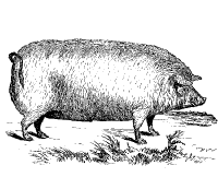 Vintage Pig.png