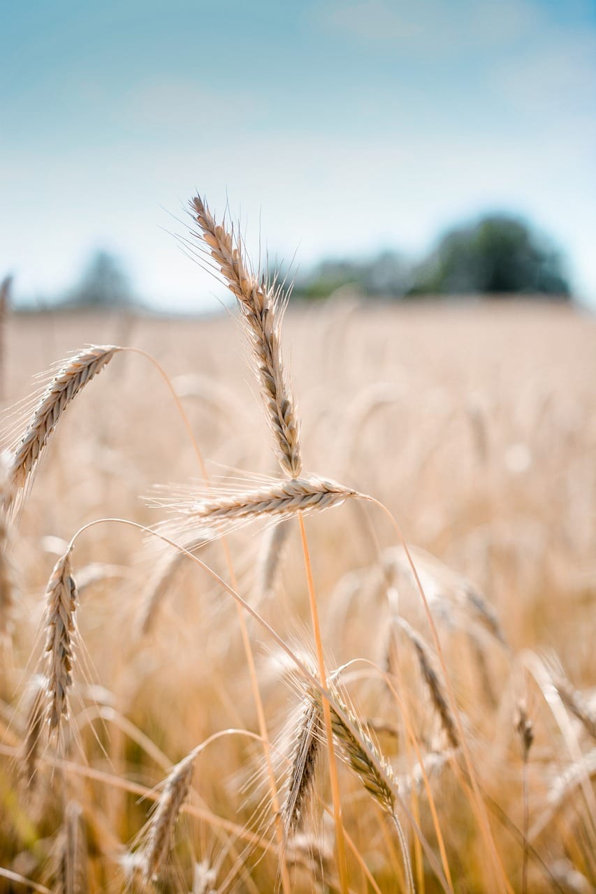 wheat-5996781_1280.jpg