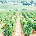 dijon burgundy beaune.png