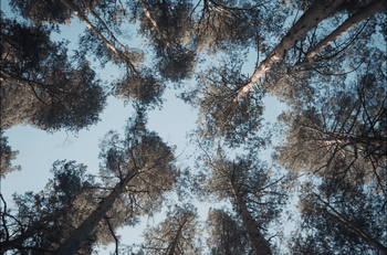 Forêt contre plongée.png