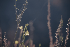 Le nid et l’oiseau - Bande annonce sur Vimeo 6.png
