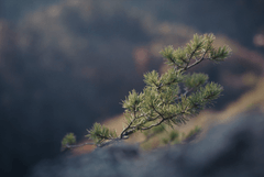 Le nid et l’oiseau - Bande annonce sur Vimeo 5.png