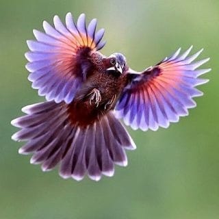 BIRDSONEARTH.jpg