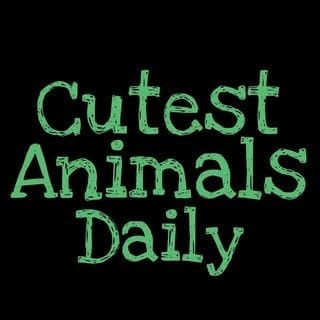 cvtest.animals.daily.jpg