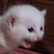 ScreamCuts.jpg