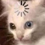 CATS LOADING.jpg