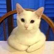 Animaux Drôles.jpg