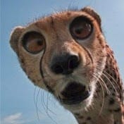 Cute Zoo.jpg