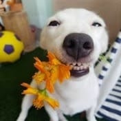 Smart dogs 5.0.jpeg