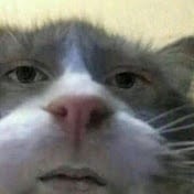 BruhCat.jpg
