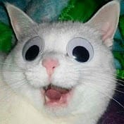 el gato.jpg