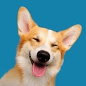 Aww Pets.jpg
