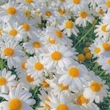 MEADOW 02.01.jpg