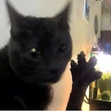 You Cat See Me.jpg