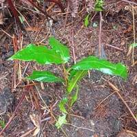 african-cherry-sapling-2 - point 10.jpg