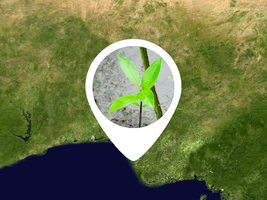 Tree story map.png