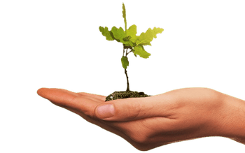 one-seed-saplling.png
