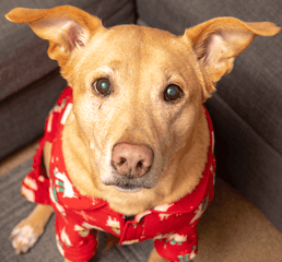 Screen Shot 2023-01-12 at 4.44.26 PM.png