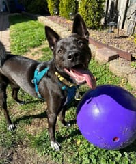 EddiePet_1_IMG_2460.jpg